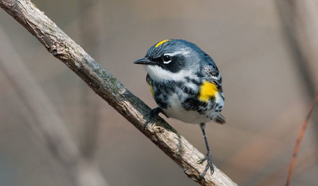 Backyard Birds: The Wonder of Warblers