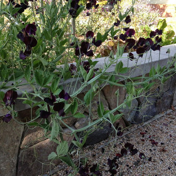 Dark sweet peas cascading over raised bed