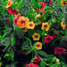 Landscaping and Gardens