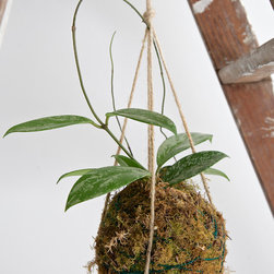 Hoya Kokedama - Products