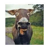 Steve Kavanagh's photo