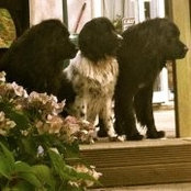 Diane Cahill's photo