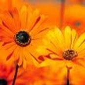 Shikha Gottfried's photo