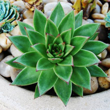 succulents