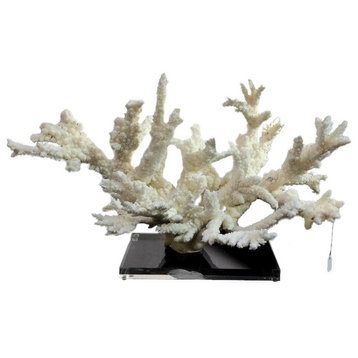 Sculpture Branch Coral Extra Large Acrylic Base