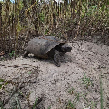 Gopher Tortoise Relocation