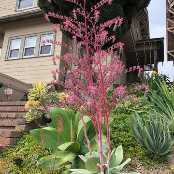 Oakland Succulent Slope Garden
