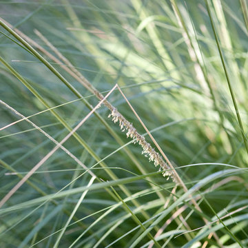 Drought Tolerant Accent Grass