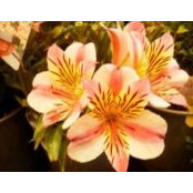 Cathy Taute's photo