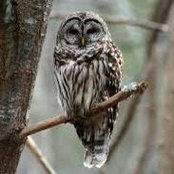 Amy Hines's photo