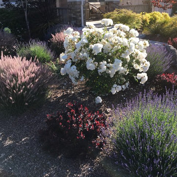 Northwest Petaluma Garden