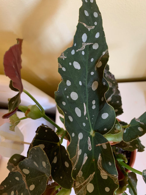 Does my begonia have powdery mildew?