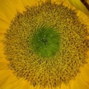 Jodi Searcy's photo