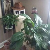 Melissa Miller's photo