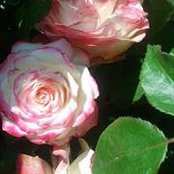 Meg Waddell's photo