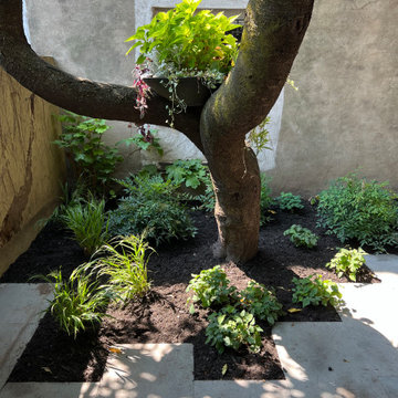 Modern Urban Shade Garden