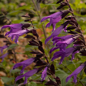 ‘Amistad’ Salvia Salvia 'Amistad' PPAF