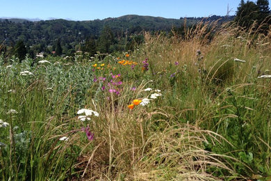 Inspiration for a huge contemporary full sun rooftop landscaping in San Francisco.