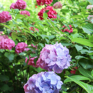 Il giardino d'estate