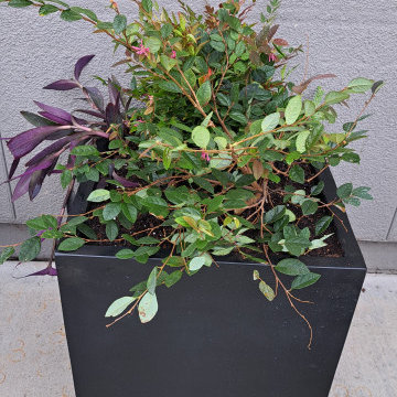 Starbucks Modern Planter Design