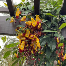 Indian clock vine growing in my front yard