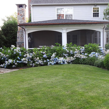 Hydrangeas, color color color