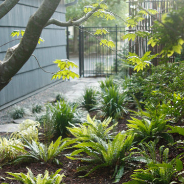 Native Fern Landscape
