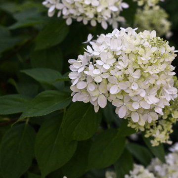 hydrangea