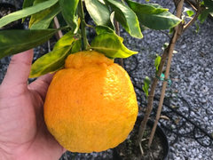 Why Sumo Mandarins Are So Expensive—and Yet I Can't Stop Buying Them