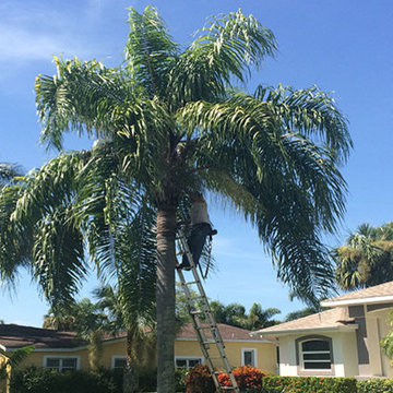 Palm Trimming