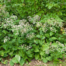 GARDEN SHADE