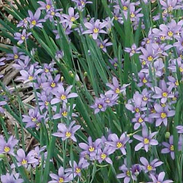 Sisyrinchium angustifolium