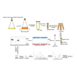 Univariate Analysis - Products