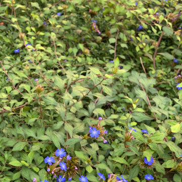 giardino contemporaneo a basso impatto ambientale