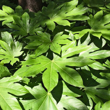 North Texas Herbaceous Perennials