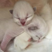 Anna Siragusa's photo
