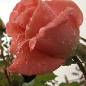 Swapna...'s photo