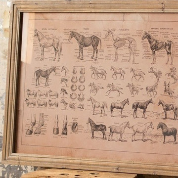 HUGE French Equine Anatomy Chart