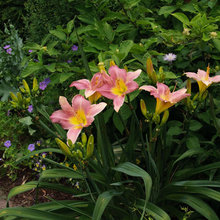 cabin plants