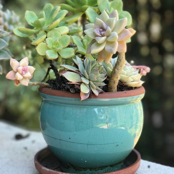 Potted Plants