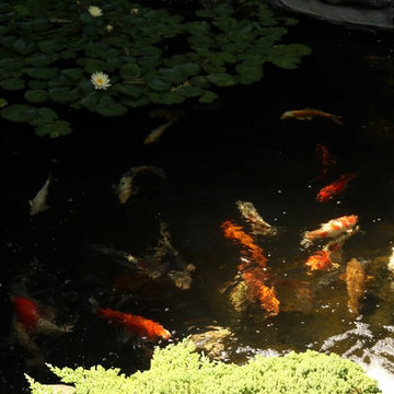 Ponds