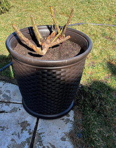 Bare root sale roses for sale