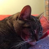 Suzanne Thomas's photo
