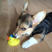 Дмитрий Уткин's photo