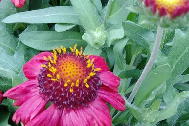 Flower Selection
