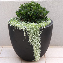 planters
