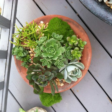 succulents in 10" cylinder