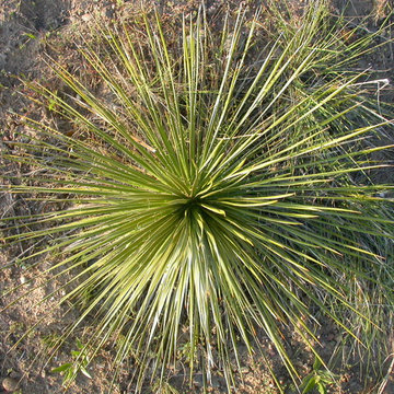 Yucca Gauca