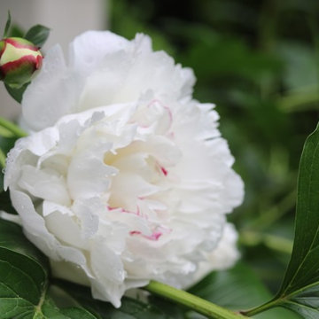 Rosebrook Garden 2017 Garden Tour