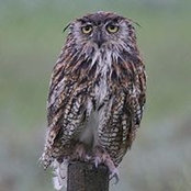 Barbara Wyllie's photo